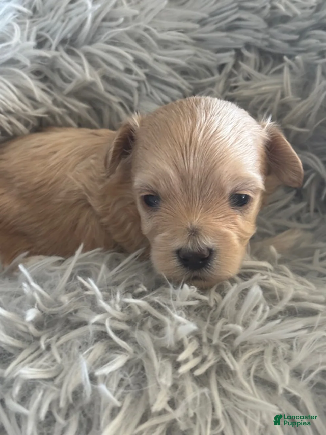 Maltipoo dogs for sale: Baron - Ad 1