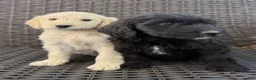 Goldendoodle dogs for sale: Goldendoodle Puppy 2 - Ad 5