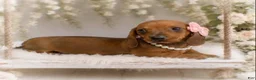 Miniature Dachshund dogs for sale: Amalia   1.8lbs on 6/30 - Ad 2