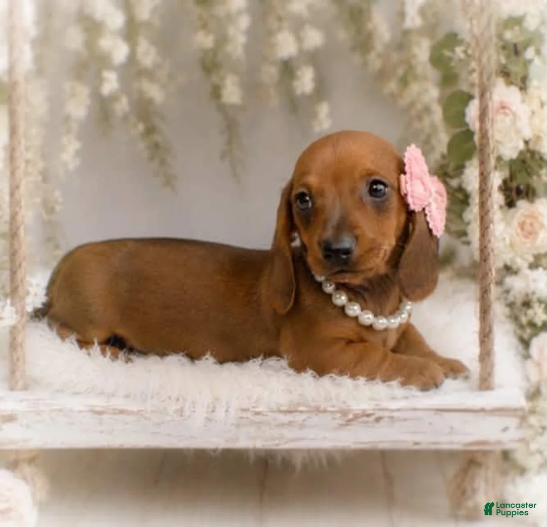 Miniature Dachshund dogs for sale: Amalia   1.8lbs on 6/30 - Ad 2