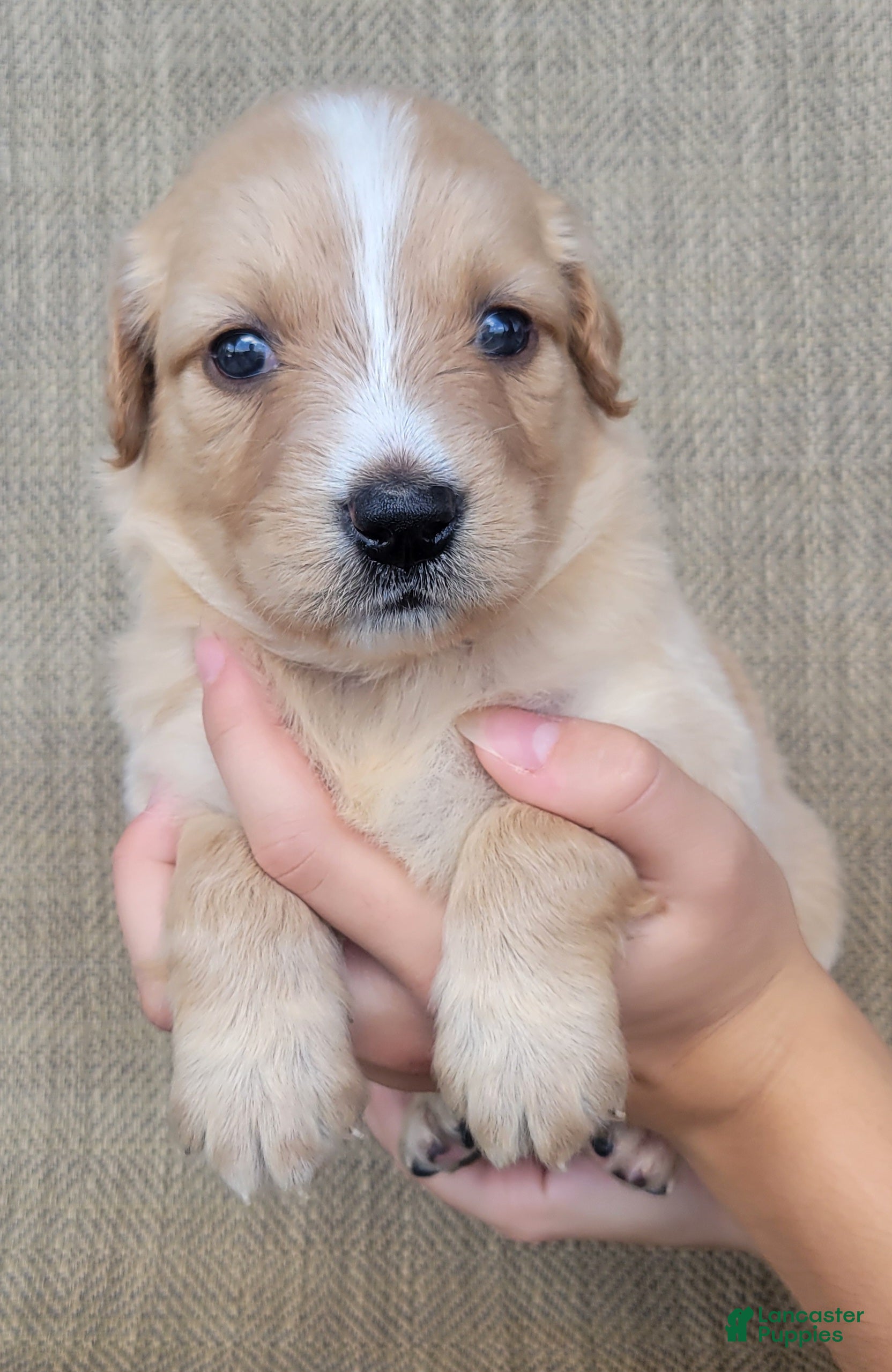 Australian Shepherd dogs Princess - Ad 2