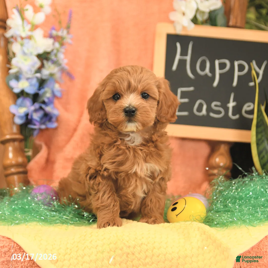 Mini Goldendoodle dogs for sale: Stella - Ad 5