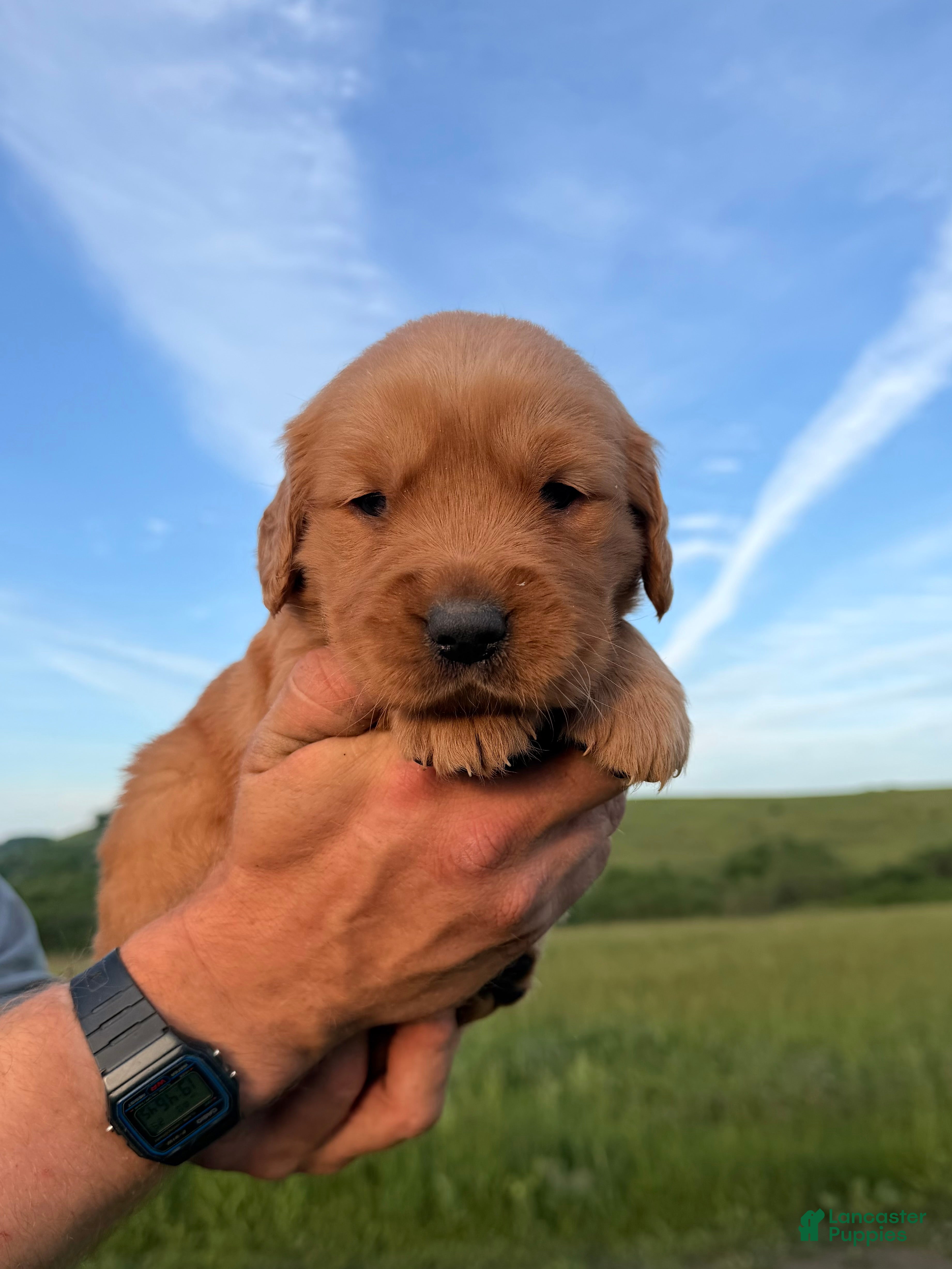 Golden Retriever dogs Goldie - Ad 1