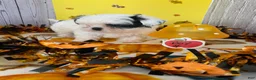 Shih Tzu dogs for sale: Shih Tzu 4 - Ad 7