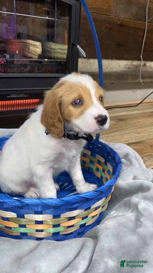 Mixed Breed dogs Cocker Doodle Boy 3 - Ad 23