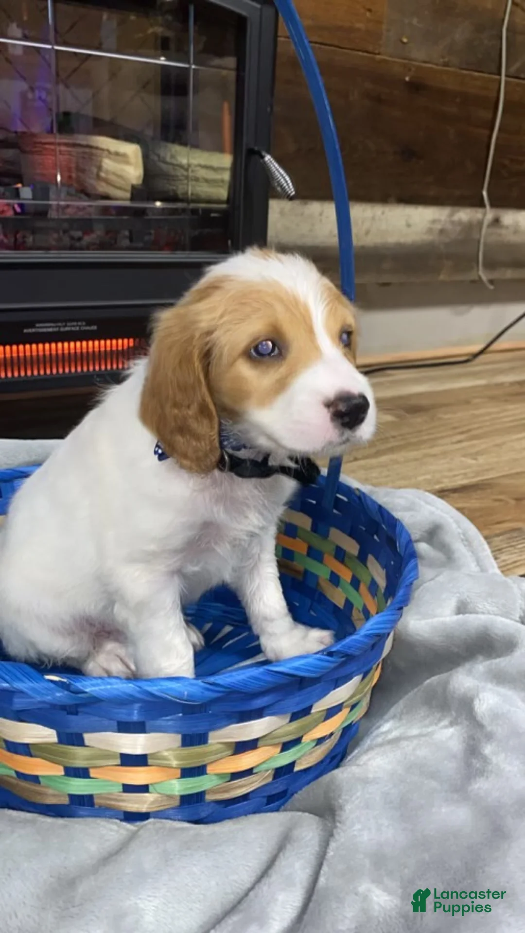 Mixed Breed dogs for sale: Cocker Doodle Boy 3 - Ad 1