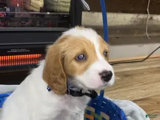 Mixed Breed dogs Cocker Doodle Boy 3 - Ad 23