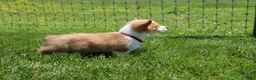 Welsh Corgi Pembroke dogs for sale: Winnie  - Ad 5