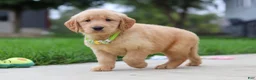 Golden Retriever dogs for sale: Edison 🐾 - Ad 5