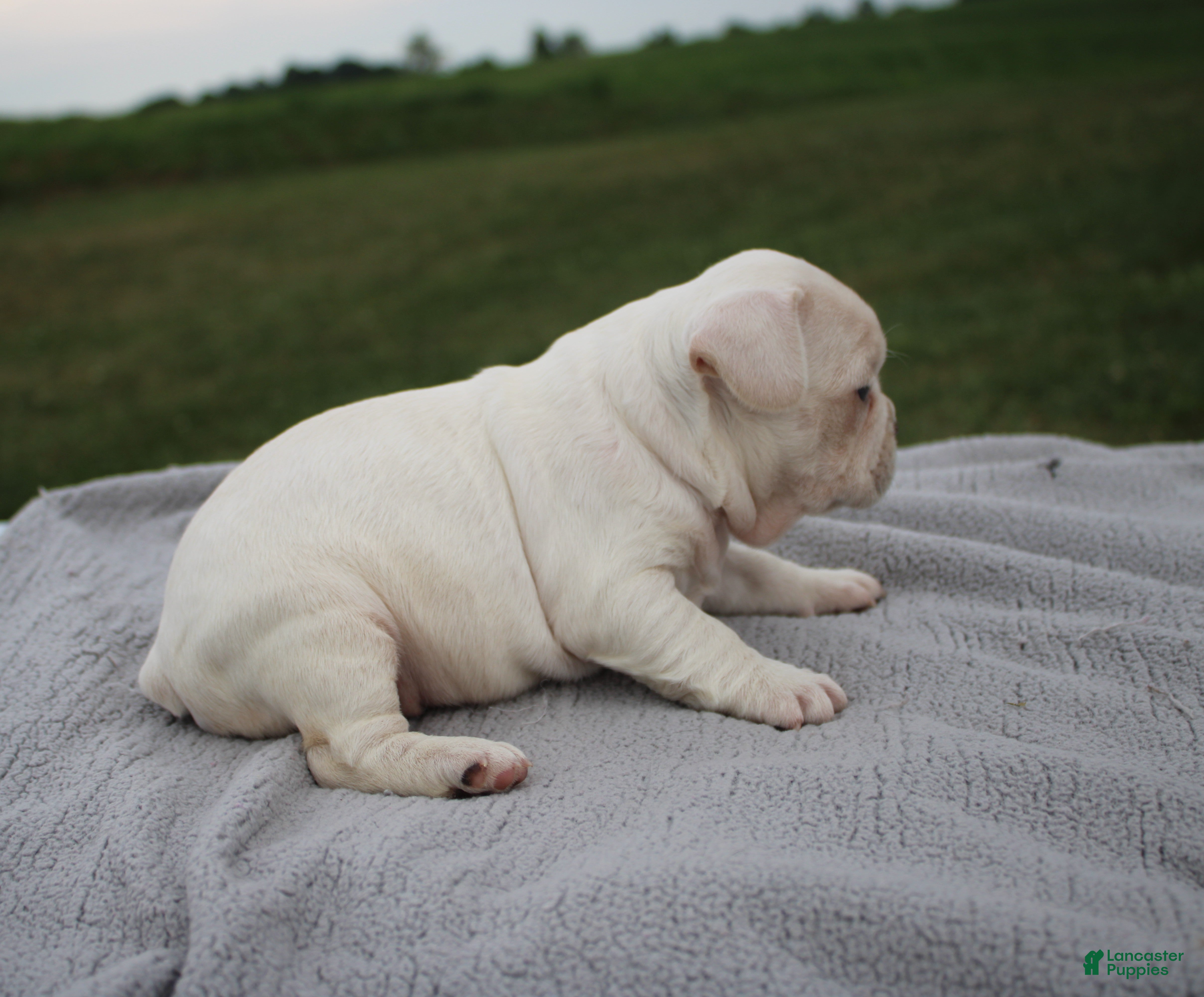 Frenchton dogs HENRY - Ad 2