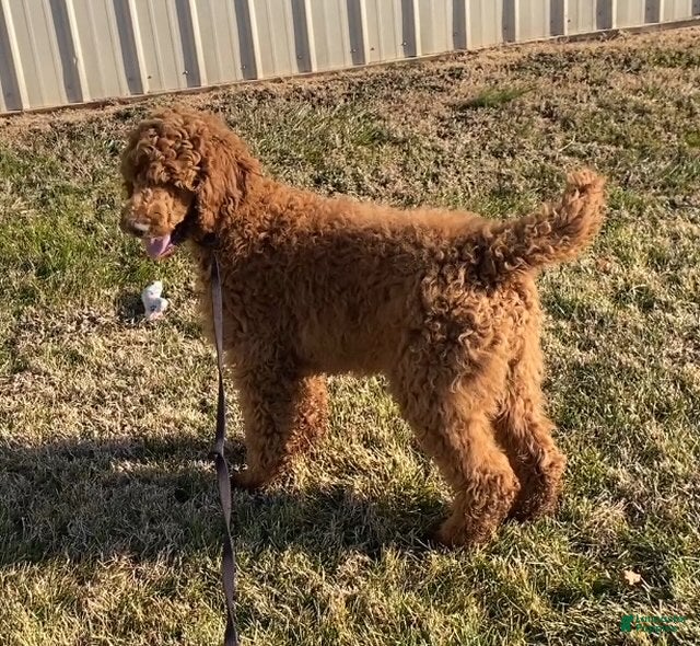 Standard Poodle dogs Jack- parents genetic clear - Ad 5