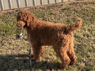 Standard Poodle dogs Jack- parents genetic clear - Ad 18