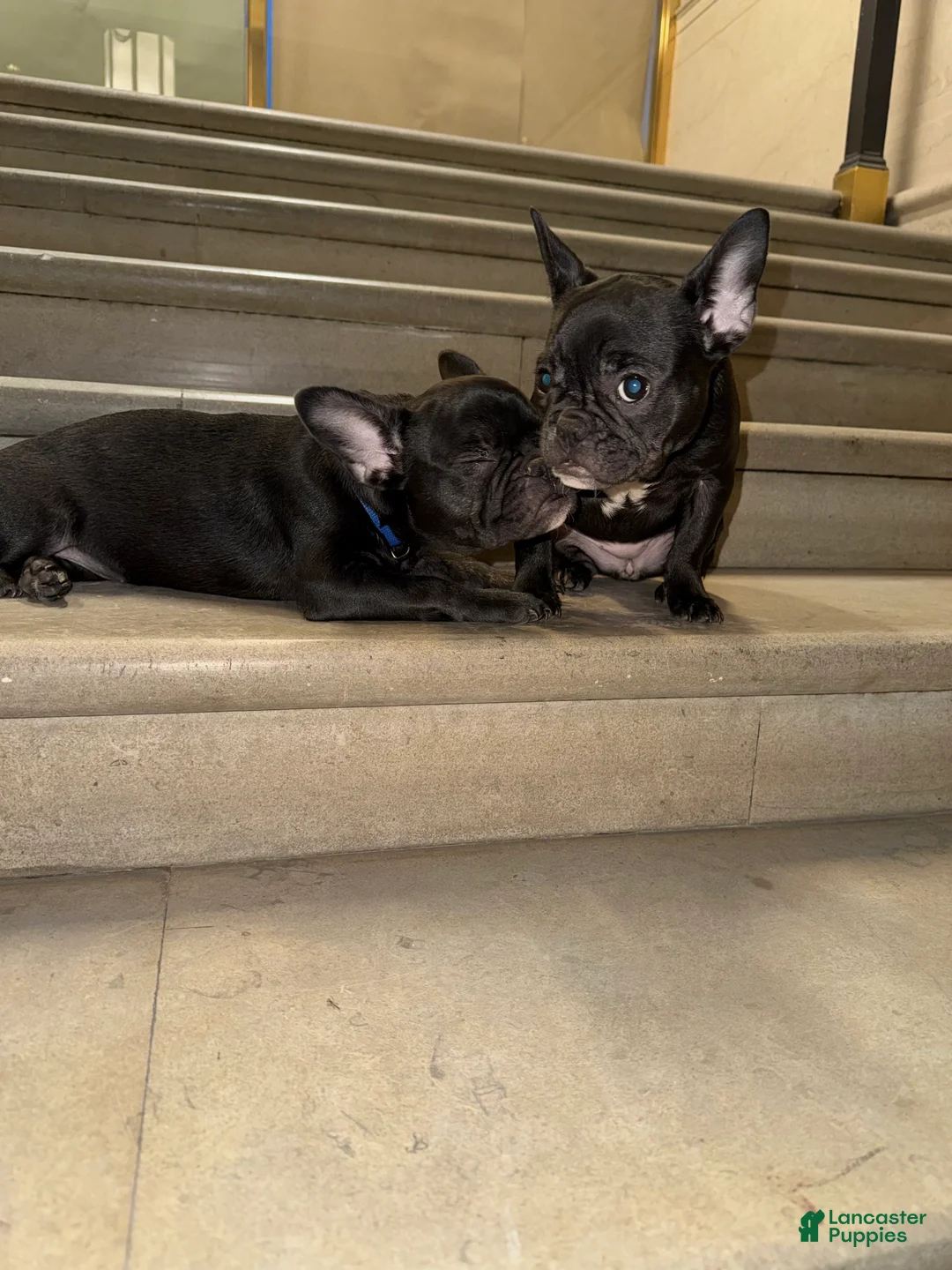 French Bulldog dogs for sale: Tootsie  - Ad 2