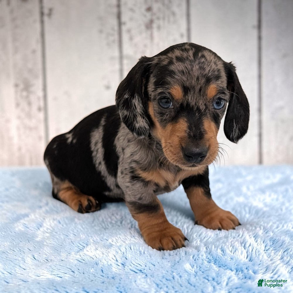 Miniature Dachshund dogs Snoopy - Ad 1