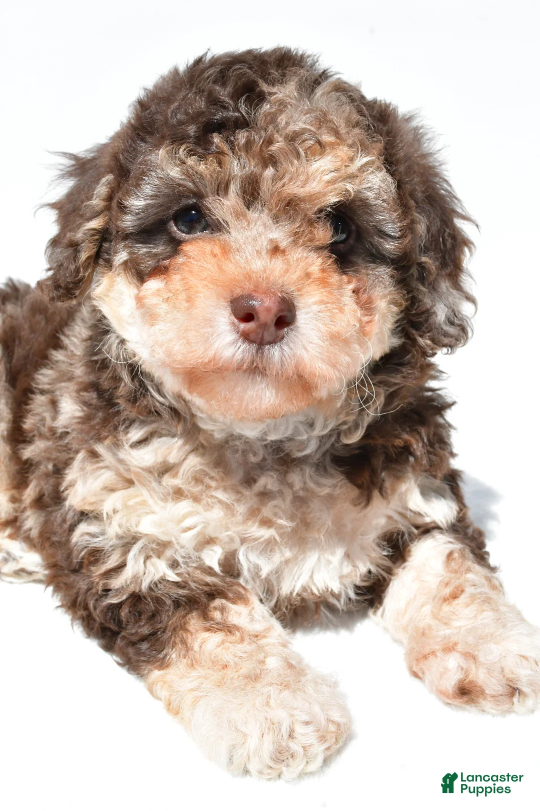 Miniature Poodle dogs for sale: Tulip - Ad 1