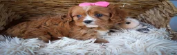 Cavapoo dogs for sale: Katie 🎀 - Ad 7