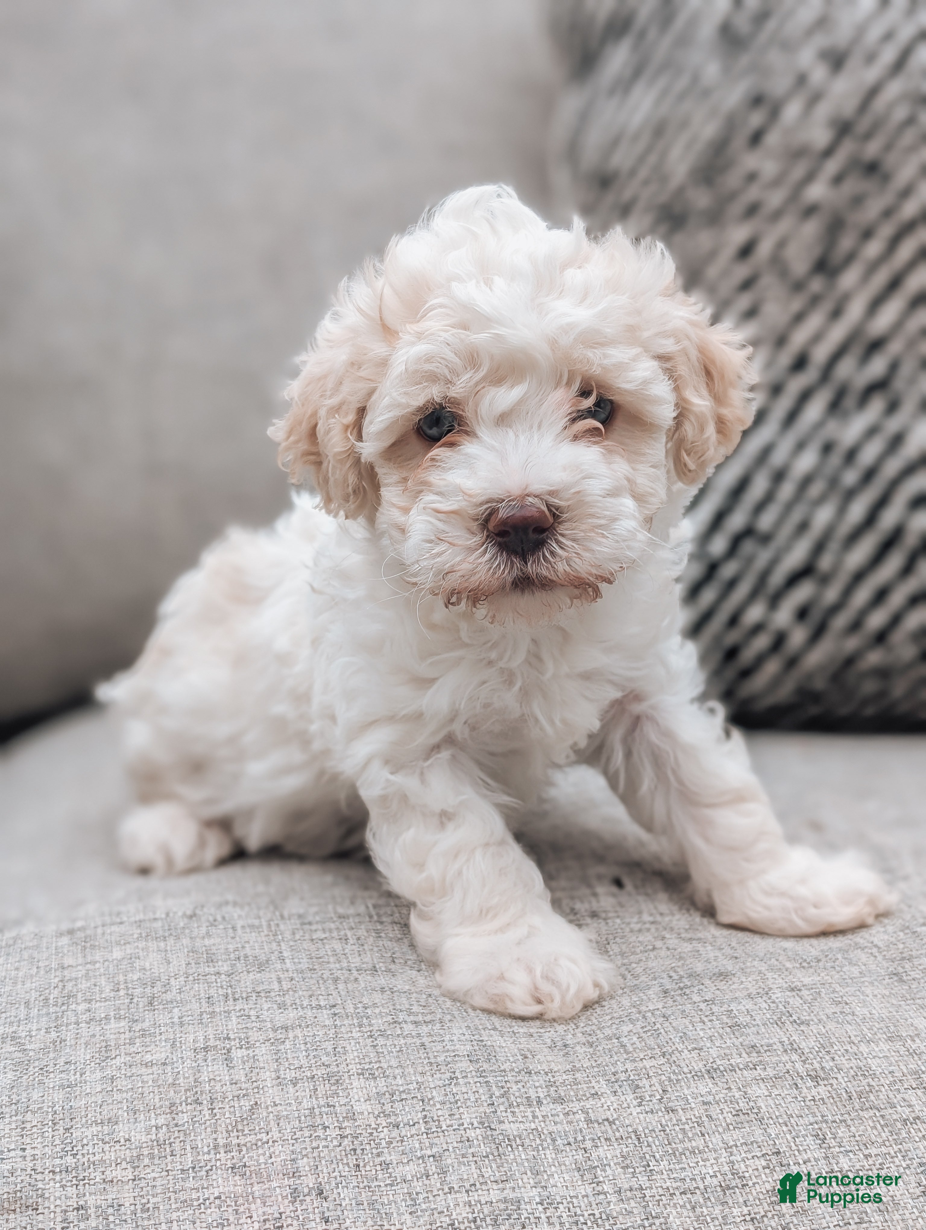 Havanese dogs Tessa - Ad 1