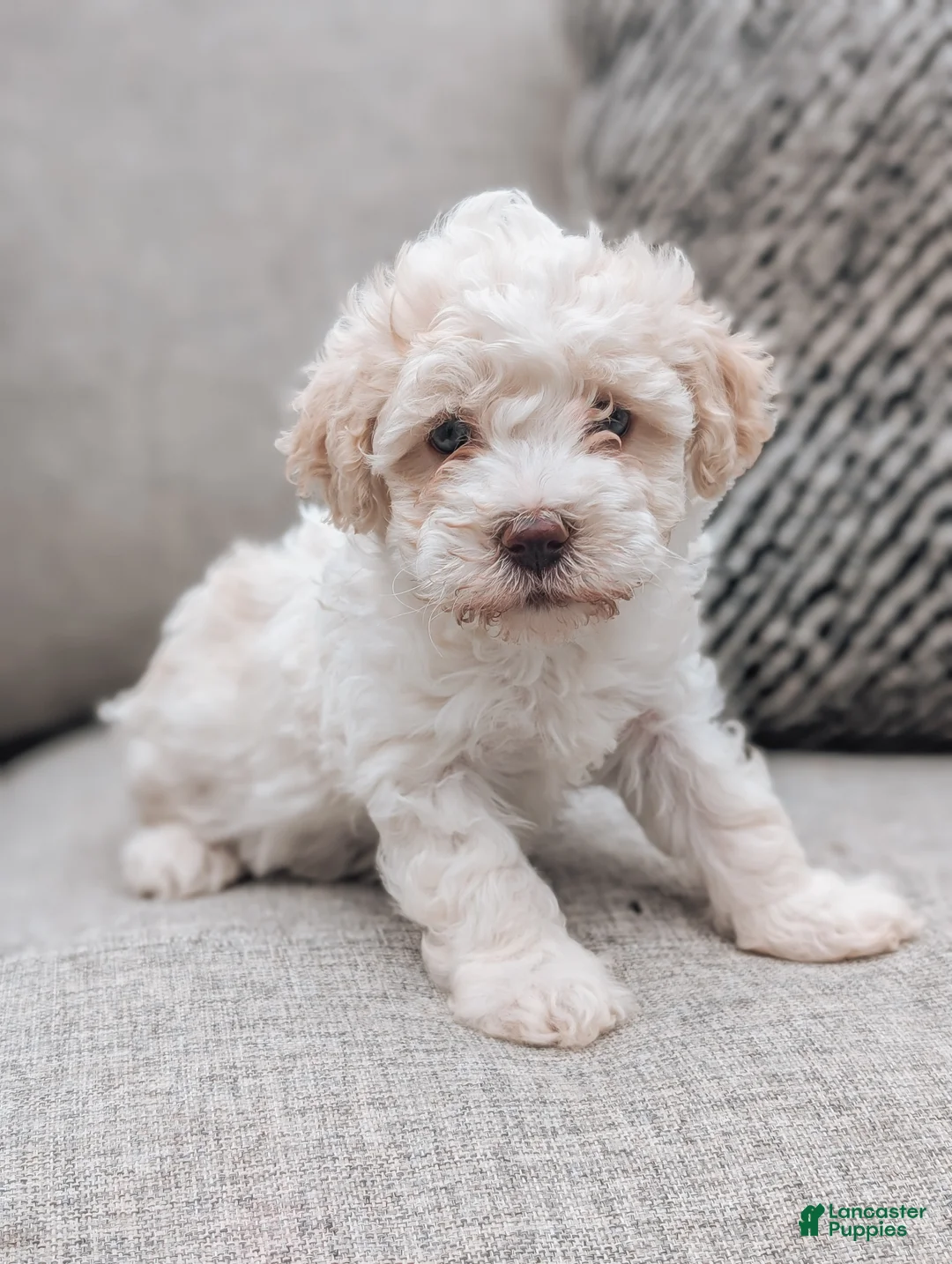 Havanese dogs for sale: Tessa - Ad 1