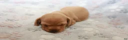 Miniature Dachshund dogs for sale: Peter - Ad 2