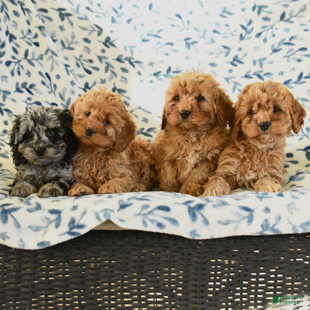 Cockapoo dogs for sale: Ivy - Ad 3