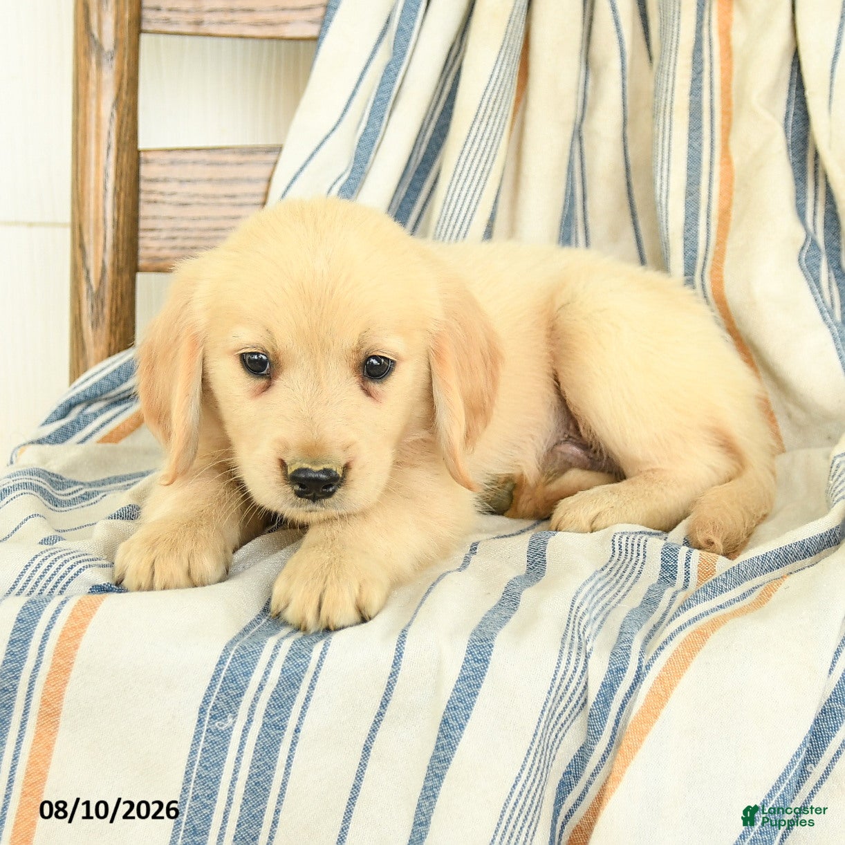 Golden Retriever dogs Joshua - Ad 2