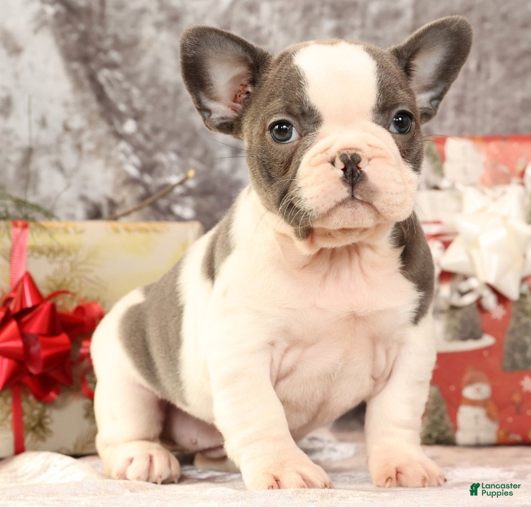 French Bulldog dogs for sale: Julia - Ad 6
