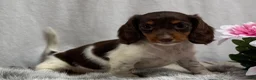 Miniature Dachshund dogs for sale: Birdie - Ad 3