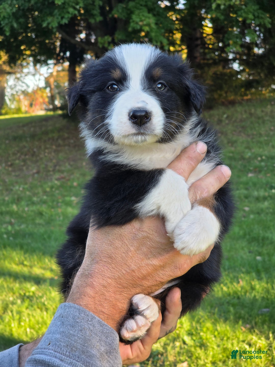 Australian Shepherd dogs for sale: Australian Shepherd Puppy 2 - Ad 1