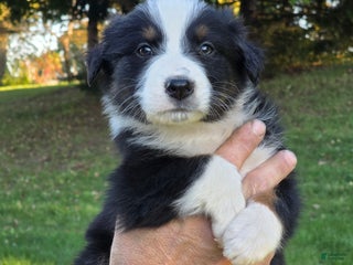 Australian Shepherd dogs Australian Shepherd Puppy 2 - Ad 1