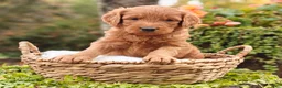 Goldendoodle dogs for sale: Latte - Ad 12