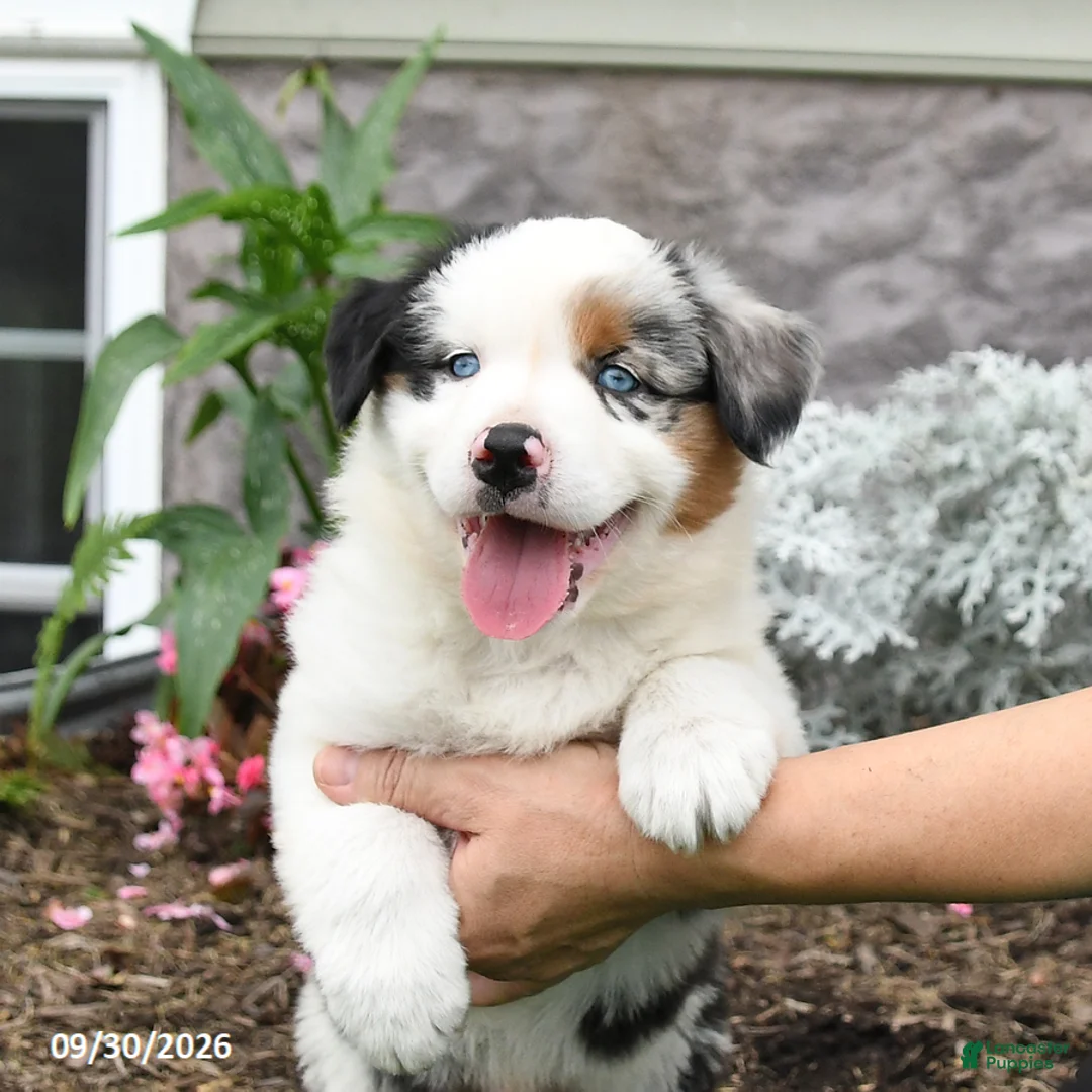 Australian Shepherd dogs for sale: Leo - Ad 2