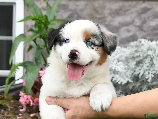 Australian Shepherd dogs for sale: Leo - Ad 2