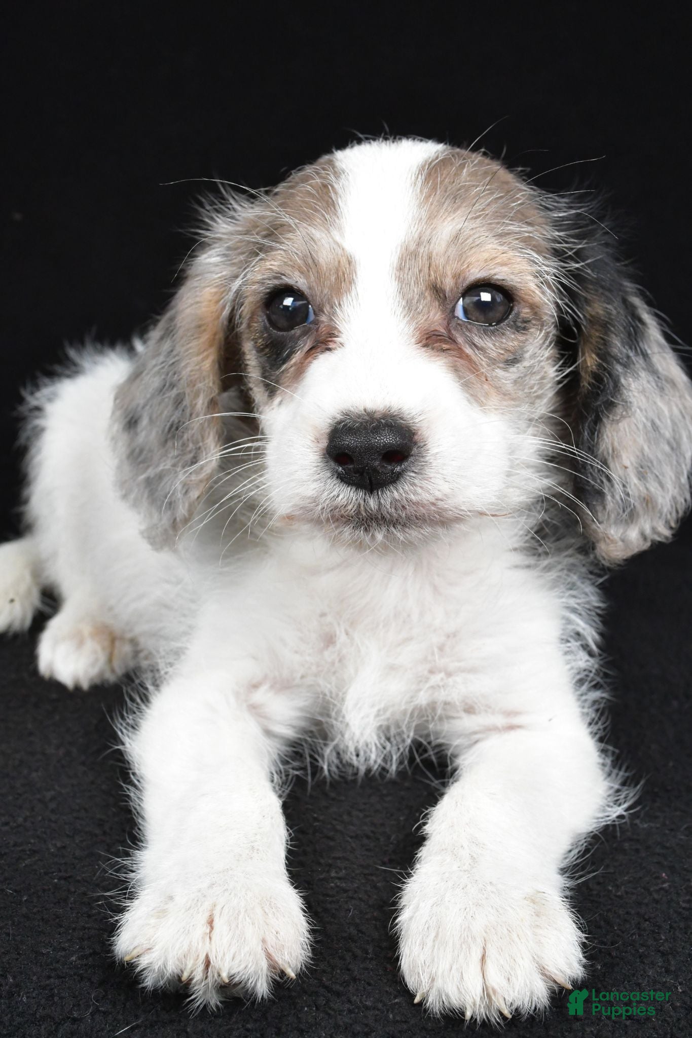 Mixed Breed dogs Tina - Ad 2