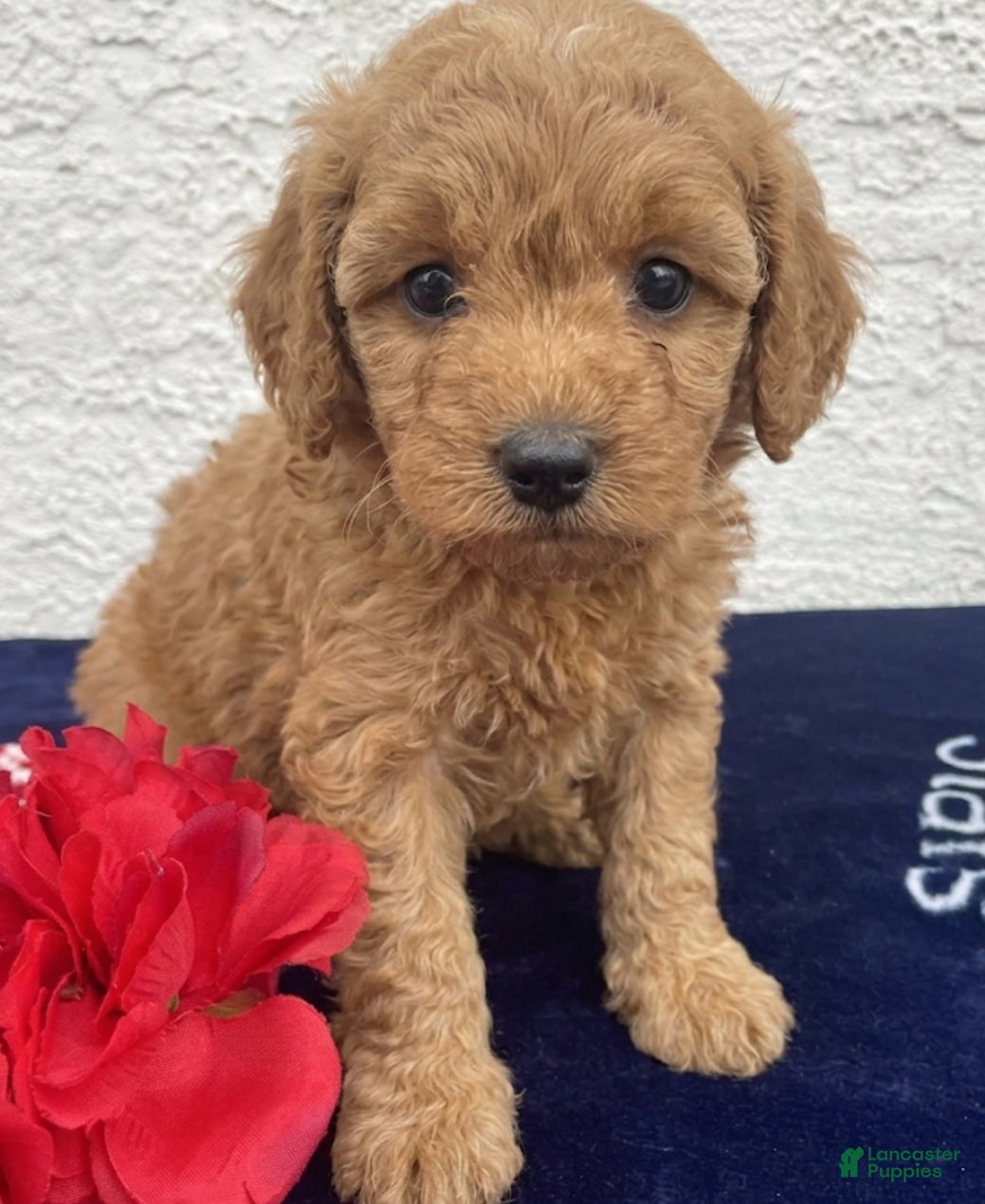 Miniature Poodle dogs Milo - Ad 5