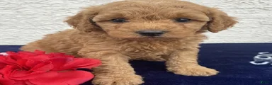 Milo