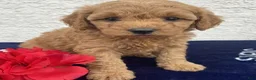 Miniature Poodle dogs for sale: Milo - Ad 1