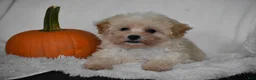 Maltipoo dogs for sale: Grant - Ad 4