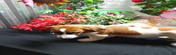 Jack Russell Terrier dogs for sale: Roscoe - Ad 3