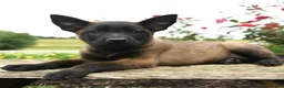 Belgian Malinois dogs for sale: Echo - Ad 3