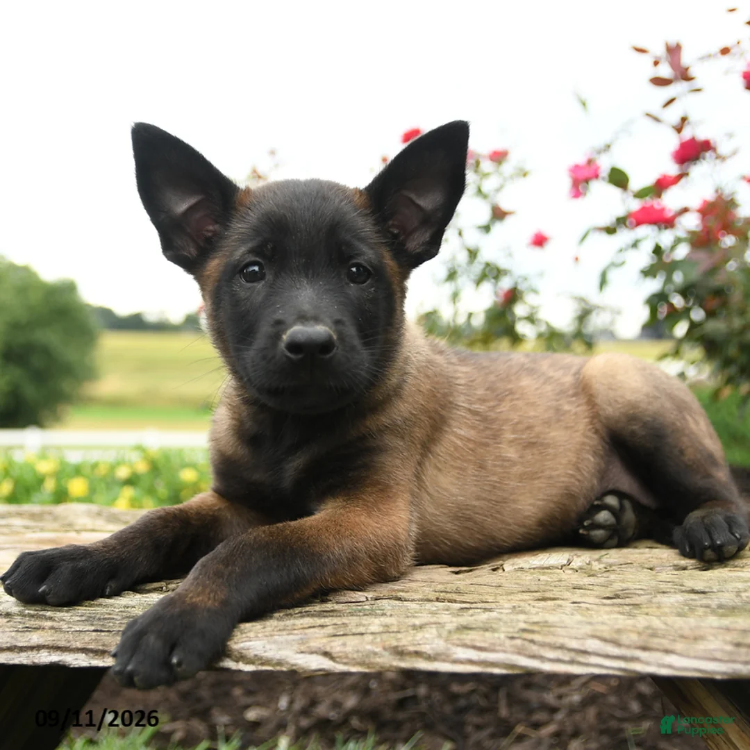 Belgian Malinois dogs for sale: Echo - Ad 3