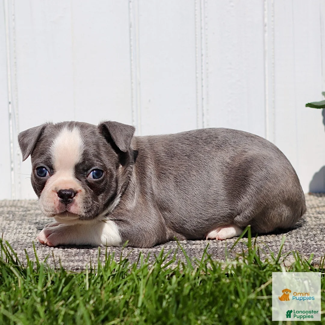 Boston Terrier dogs for sale: Murphy - Ad 3
