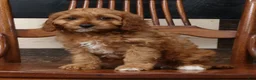 Cavapoo dogs for sale: Tracy - Ad 3