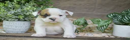 Olde English Bulldogge dogs for sale: Archie - Ad 2