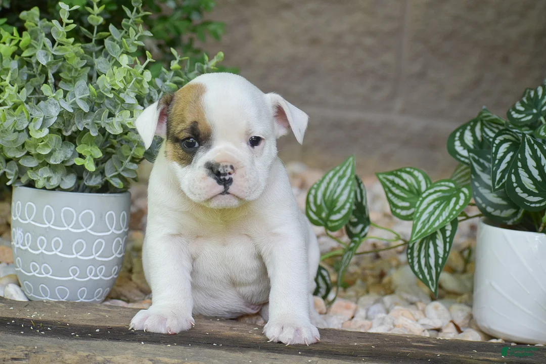 Olde English Bulldogge dogs for sale: Archie - Ad 2