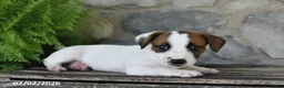 Jack Russell Terrier dogs for sale: Mindy - Ad 3