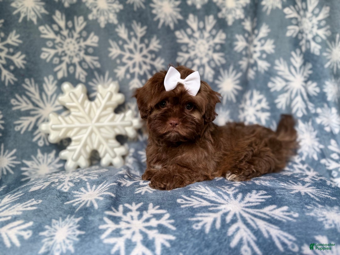 Shihpoo dogs for sale: Star - Ad 1