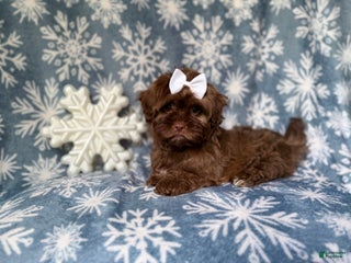 Shihpoo dogs Star - Ad 31