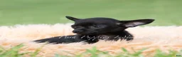 Chihuahua dogs for sale: Black cherry  - Ad 4