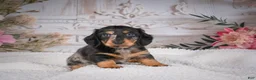 Miniature Dachshund dogs for sale: AKC-Mason - Ad 8