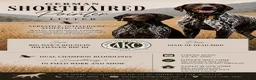 German Shorthaired Pointer dogs for sale: German Shorthaired Pointer 3 - Ad 4